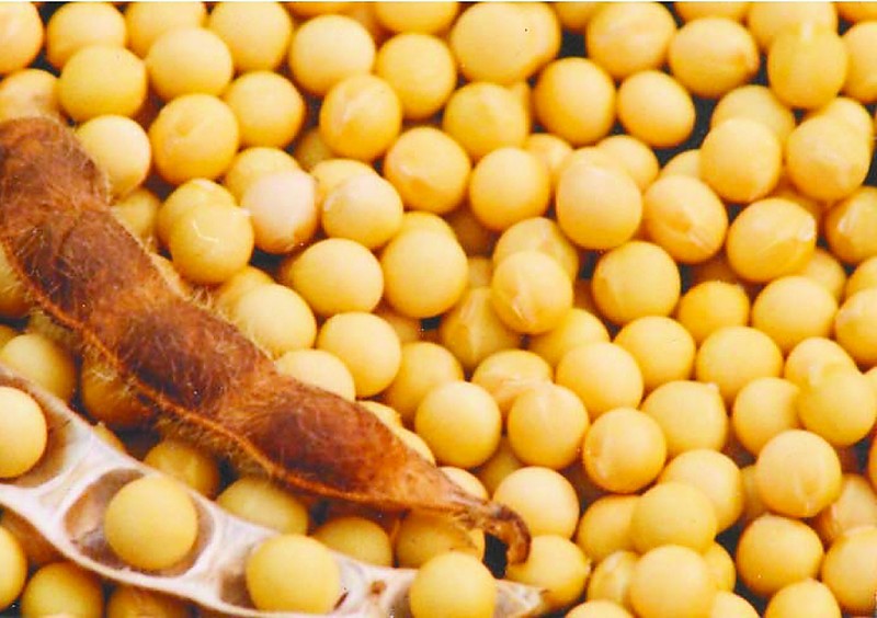 ��ե�͙C�����󶹵ă�������